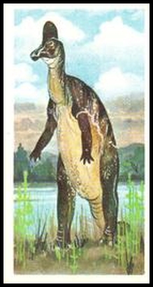 23 Corythosaurus